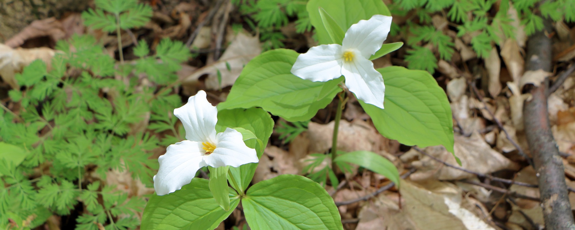 Butternut Hill – Great Champlain Islands Hiking